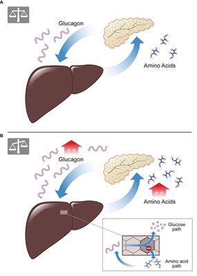 The relationship between glucose and the liver-alpha cell axis – A systematic review